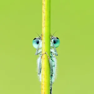 Blue-tailed damselfly Print, Ischnura elegans Blue-tailed damselfly Print, Ischnura elegans