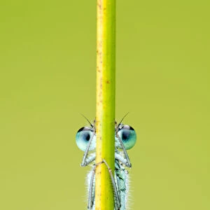 Blue-tailed damselfly {Ischnura elegans} eyes just visible behind reed stem, Cornwall, UK
