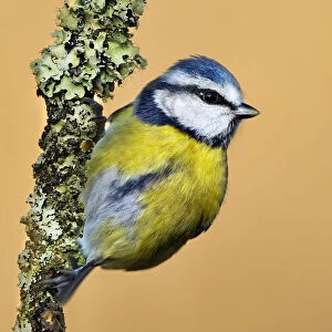 Blue Tit (Cyanistes / Parus caeruleus) perched on lichen-covered twig. Wales, UK