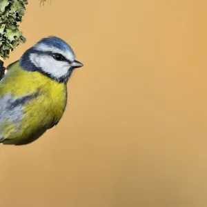 Blue Tit (Cyanistes / Parus caeruleus) perched on lichen-covered twig. Wales, UK, February Blue Tit (Cyanistes / Parus caeruleus) perched on lichen-covered twig. Wales, UK, February
