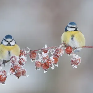 Two Blue tit (Parus caeruleus) adults in winter, perched on twig with frozen crab apples Two Blue tit (Parus caeruleus) adults in winter, perched on twig with frozen crab apples