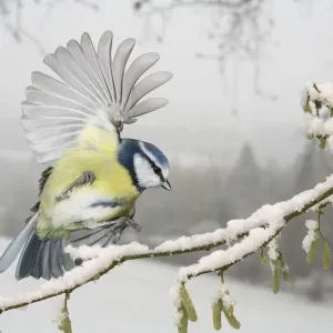 Blue tit (Parus caeruleus) alighting on a snowy hazel branch. Europe. Surrey, England, UK Blue tit (Parus caeruleus) alighting on a snowy hazel branch. Europe. Surrey, England, UK