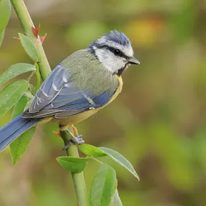 Blue Tit Print: Cadiz, Andalusia, Spain Blue Tit Print: Cadiz, Andalusia, Spain