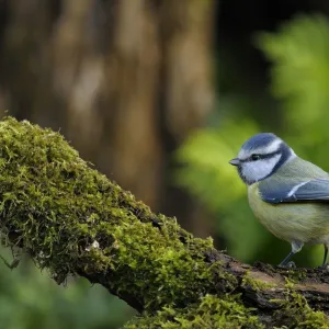 Blue Tit (Parus caeruleus) perched on mossy branch. Breton Marsh, French Atlantic Coast, November