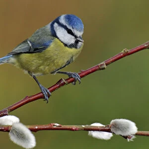 Blue tit (Parus caeruleus) perched among Pussy willow, West Sussex, England, UK