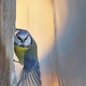 Blue tit (Parus caeruleus) perched on tree trunk, looking at camera with wing stretched