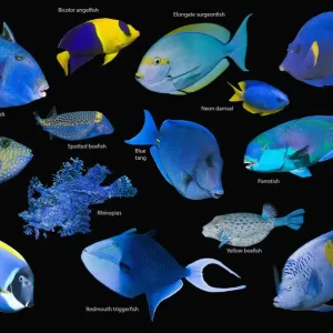 Blue tropical reef fish print on black background Blue tropical reef fish print on black background