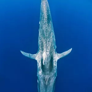 Blue whale (Balaenoptera musculus) diving beneath the surface. Indian Ocean, Sri Lanka