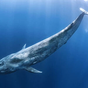 Blue whale (Balaenoptera musculus) swims beneath the surface of the ocean. Indian Ocean