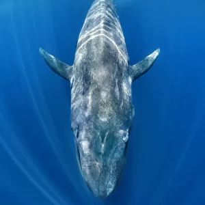 Blue whale (Balaenoptera musculus) swimming beneath the surface of the ocean. Indian Ocean