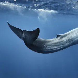 Blue whale (Balaenoptera musculus) swimming ins motion, Sri Lanka, Indian Ocean