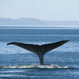 Blue whale (Balaenoptera musculus) fluking / diving, Endangered species, Sea of Cortez Blue whale (Balaenoptera musculus) fluking / diving, Endangered species, Sea of Cortez