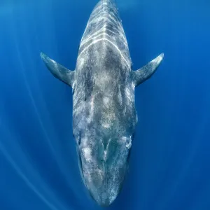 Blue whale (Balaenoptera musculus) swimming beneath the surface of the ocean. Indian Ocean Blue whale (Balaenoptera musculus) swimming beneath the surface of the ocean. Indian Ocean