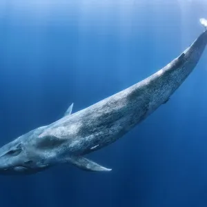 Blue whale swims beneath the ocean surface, Print Blue whale swims beneath the ocean surface, Print
