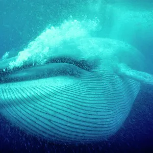 Blue whale (Balaenoptera musculus) underwater, Coronado Islands, Baja California