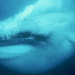 Blue whale underwater close-up of head and mouth, Mexico