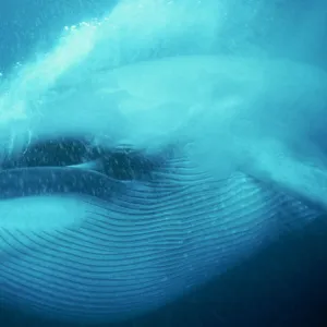 Blue whale underwater close-up of head and mouth, Mexico