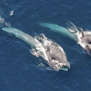 Blue Whales (Balaenoptera musculus) throat inflated, filter feeding at sea surface