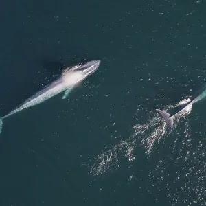 Blue Whale Aerial Print Blue Whale Aerial Print