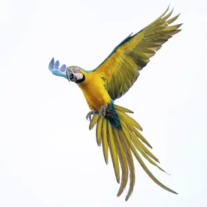 Blue and yellow macaw print in flight over Pantanal wetlands Blue and yellow macaw print in flight over Pantanal wetlands