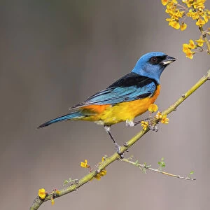 Blue and yellow tanager (Thraupis bonariensis), perched on a branch of flowering Chanar (Geoffroea decorticans), Calden Forest, La Pampa, Patagonia, Argentina