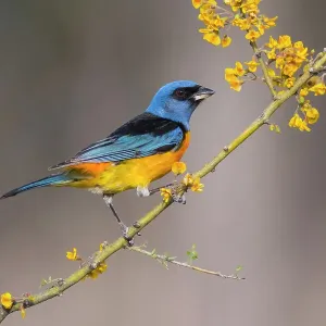 Blue and yellow tanager (Thraupis bonariensis), perched on a branch of flowering Chanar (Geoffroea decorticans), Calden Forest, La Pampa, Patagonia, Argentina Blue and yellow tanager (Thraupis bonariensis), perched on a branch of flowering Chanar (Geoffroea decorticans), Calden Forest, La Pampa, Patagonia, Argentina