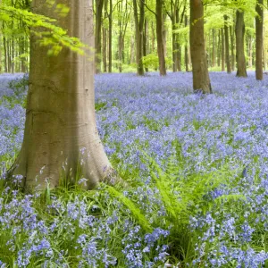 Bluebell carpet (Hyacinthoides non-scripta) among beech trees (Fagus sylvatica). West Woods