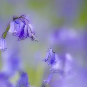 Bluebell flower (Hyacinthoides non-scripta) with soft focus effect, The National Forest Bluebell flower (Hyacinthoides non-scripta) with soft focus effect, The National Forest