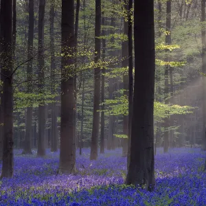 Bluebell (Hyacinthoides non-scripta) carpet under Beech woodland (Gagus sylvatica)