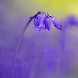 Bluebell (Hyacinthoides non-scripta) flowering in ancient woodland, Lanhydrock, Cornwall, UK