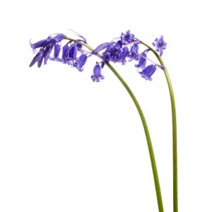 Bluebell (Hyacinthoides non-scripta) agianst white background, Mull, Scotland