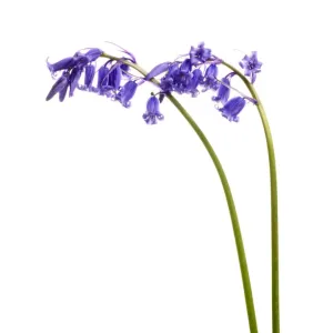 Bluebell Print against White Background, Mull, Scotland Bluebell Print against White Background, Mull, Scotland