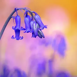 Bluebell Print: Valency Valley Evening Bloom Bluebell Print: Valency Valley Evening Bloom
