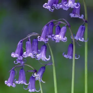 Les campanules bleues (Endymion non-scriptus) en fleur, Perthshire, Écosse, mai. Les campanules bleues (Endymion non-scriptus) en fleur, Perthshire, Écosse, mai.