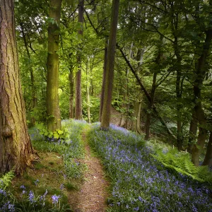 Bluebells {Endymion nonscriptus} flowering in woodland with path leading into distance