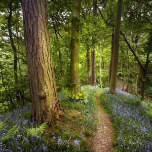 Bluebell Print: Woodland Bloom in Peak District