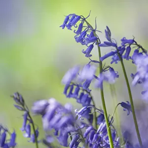 Bluebells (Hyacinthoides non-scripta) flowering in deciduous woodland, Peak District National Park