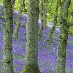 Bluebells (Hyacinthoides non-scripta) flowering in oakwood, Perthshire, Scotland, UK, May