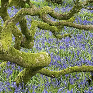 Bluebells (Hyacinthoides non-scripta) in woodland near Minterne Magna, Dorset, England, UK, April