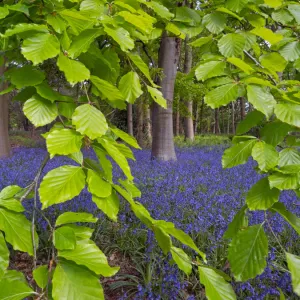 Bluebells (Hyacinthoides non-scripta) and Beech (Fagus sylvatica) leaves, England, UK, May