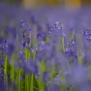 Bluebells (Hyacinthoides non-scripta) in woodland copse, Wiltshire, UK, April