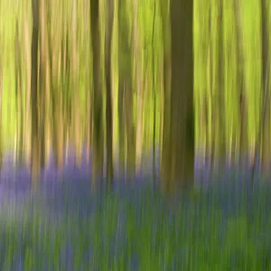 Bluebells (Hyacinthoides non-scripta / Endymion scriptum) flowering in Beech wood, Hallerbos, Belgium, April, long exposure