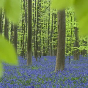 Bluebells (Hyacinthoides non-scripta / Endymion scriptum) flowering in Beech wood Bluebells (Hyacinthoides non-scripta / Endymion scriptum) flowering in Beech wood