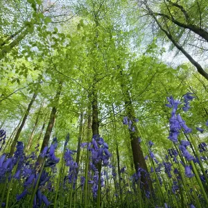 Bluebells (Hyacinthoides non-scripta / Endymion scriptum) flowering in beech wood, Hallerbos, Belgium, April, low angle shot Bluebells (Hyacinthoides non-scripta / Endymion scriptum) flowering in beech wood, Hallerbos, Belgium, April, low angle shot
