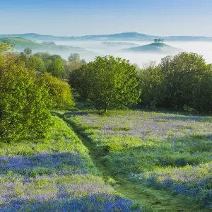 Bluebells (Hyacinthoides non-scripta) on Eype Down with Colmers Hill in background Bluebells (Hyacinthoides non-scripta) on Eype Down with Colmers Hill in background