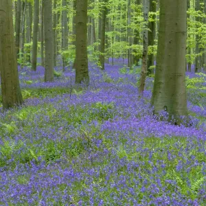 Bluebells {Hyacinthoides non-scripta} flowering in beech wood, Belgium Bluebells {Hyacinthoides non-scripta} flowering in beech wood, Belgium