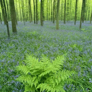 Bluebells {Hyacinthoides non-scripta} flowering with broad buckler fern in Beech forest Bluebells {Hyacinthoides non-scripta} flowering with broad buckler fern in Beech forest