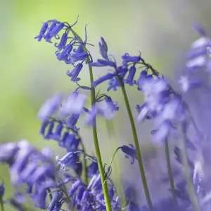 Blumenblauwenzwiebeln (Hyacinthoides non-scripta), Blüten im Laubwald des Peak-Distrikt-Nationalparks Blumenblauwenzwiebeln (Hyacinthoides non-scripta), Blüten im Laubwald des Peak-Distrikt-Nationalparks
