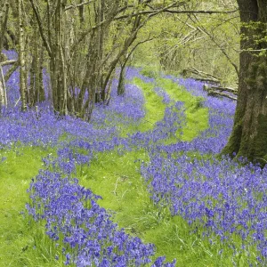 Bluebells in Woodland Print, Dorset, England
