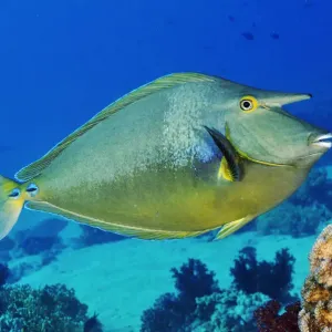 Bluespine unicornfish Print, Shark Reef to Jolande Bluespine unicornfish Print, Shark Reef to Jolande